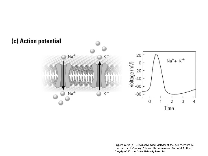 Figure 4. 12 (c) Electrochemical activity at the cell membrane. Lambert and Kinsley: Clinical