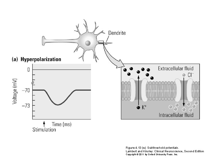 Figure 4. 13 (a) Subthreshold potentials. Lambert and Kinsley: Clinical Neuroscience, Second Edition Copyright