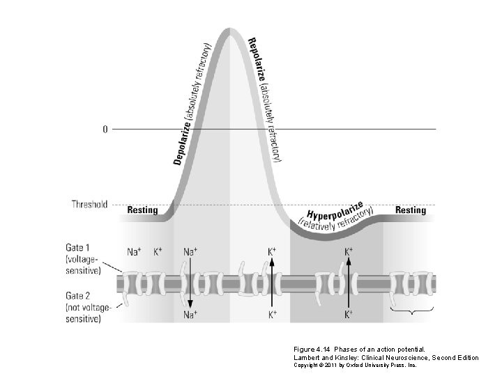 Figure 4. 14 Phases of an action potential. Lambert and Kinsley: Clinical Neuroscience, Second