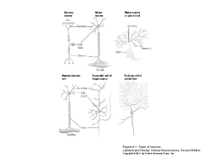 Figure 4. 1 Types of neurons. Lambert and Kinsley: Clinical Neuroscience, Second Edition Copyright