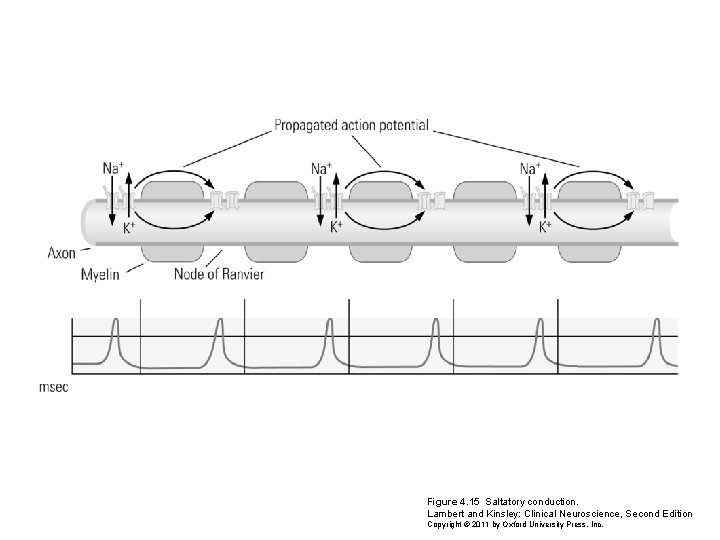 Figure 4. 15 Saltatory conduction. Lambert and Kinsley: Clinical Neuroscience, Second Edition Copyright ©