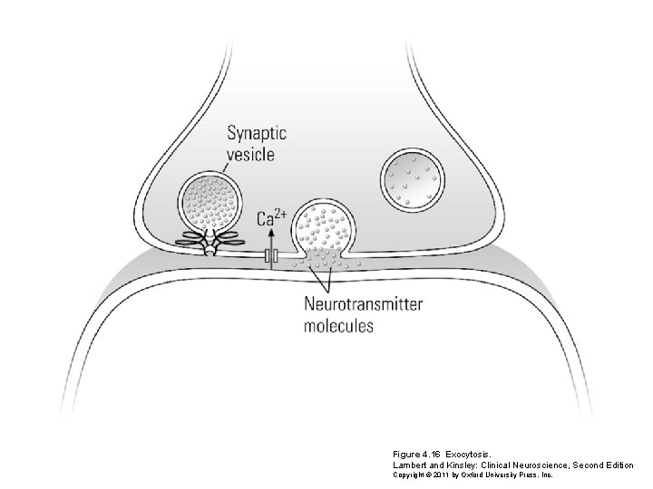 Figure 4. 16 Exocytosis. Lambert and Kinsley: Clinical Neuroscience, Second Edition Copyright © 2011