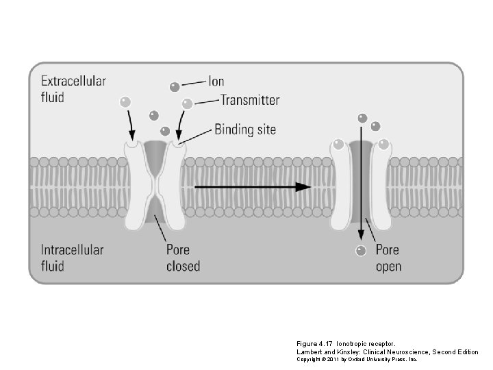 Figure 4. 17 Ionotropic receptor. Lambert and Kinsley: Clinical Neuroscience, Second Edition Copyright ©