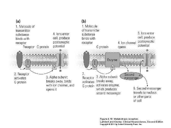 Figure 4. 18 Metabotropic receptors. Lambert and Kinsley: Clinical Neuroscience, Second Edition Copyright ©