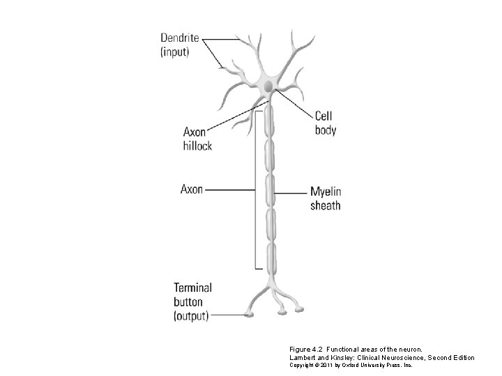 Figure 4. 2 Functional areas of the neuron. Lambert and Kinsley: Clinical Neuroscience, Second