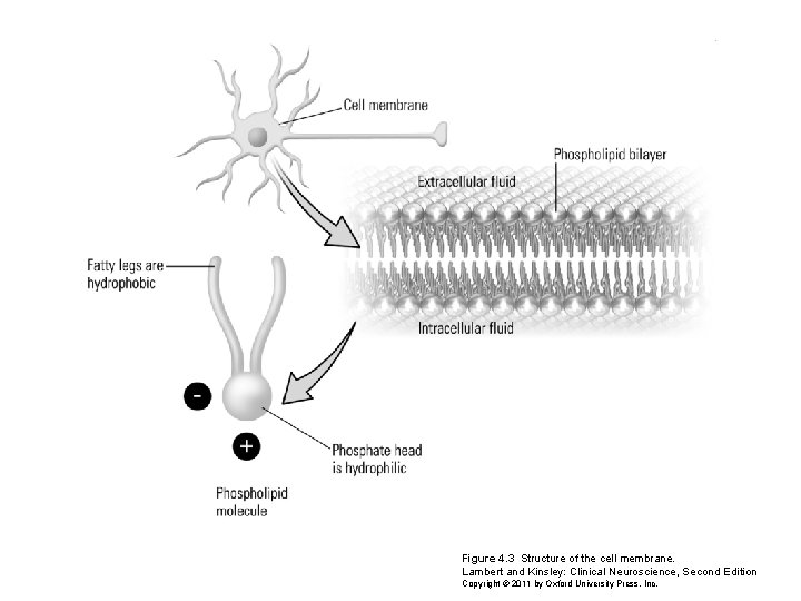 Figure 4. 3 Structure of the cell membrane. Lambert and Kinsley: Clinical Neuroscience, Second