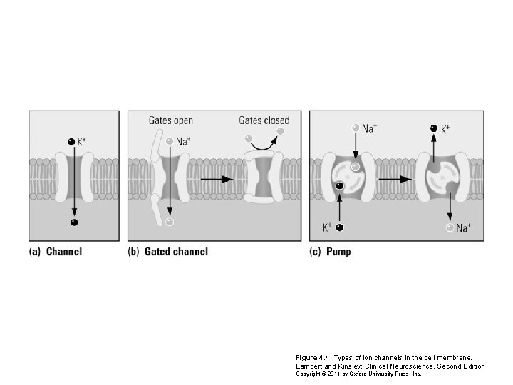 Figure 4. 4 Types of ion channels in the cell membrane. Lambert and Kinsley: