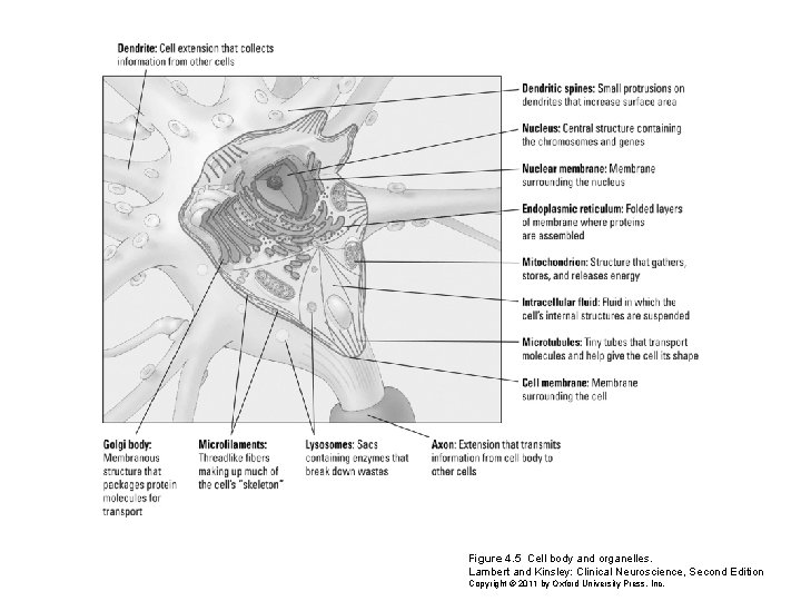 Figure 4. 5 Cell body and organelles. Lambert and Kinsley: Clinical Neuroscience, Second Edition