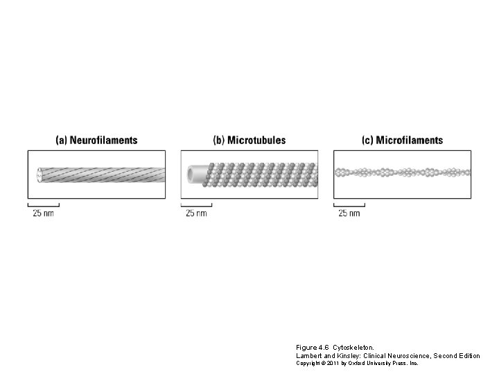 Figure 4. 6 Cytoskeleton. Lambert and Kinsley: Clinical Neuroscience, Second Edition Copyright © 2011