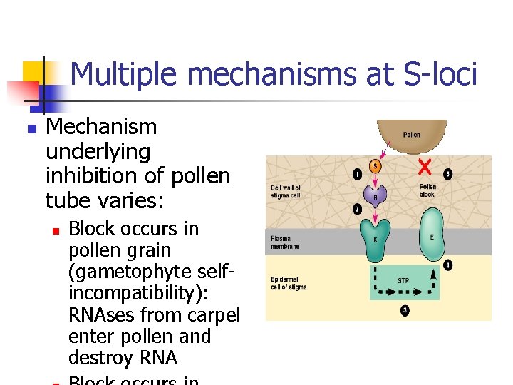 Multiple mechanisms at S-loci n Mechanism underlying inhibition of pollen tube varies: n Block