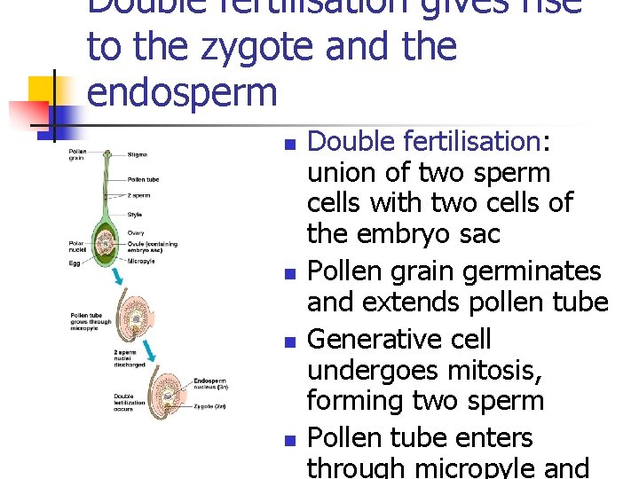 Double fertilisation gives rise to the zygote and the endosperm n n Double fertilisation: