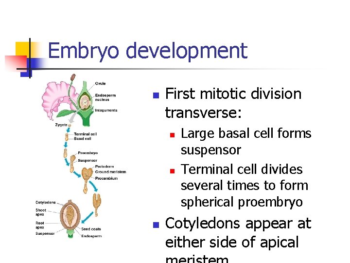 Embryo development n First mitotic division transverse: n n n Large basal cell forms