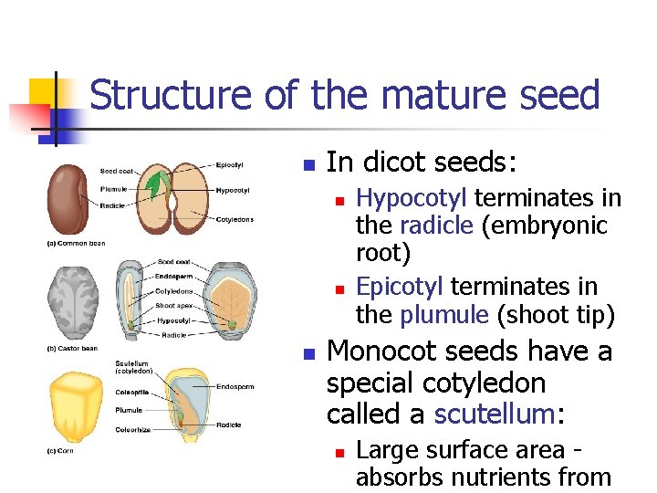 Structure of the mature seed n In dicot seeds: n n n Hypocotyl terminates