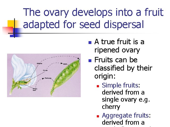 The ovary develops into a fruit adapted for seed dispersal n n A true