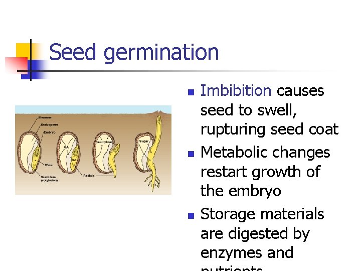 Seed germination n Imbibition causes seed to swell, rupturing seed coat Metabolic changes restart