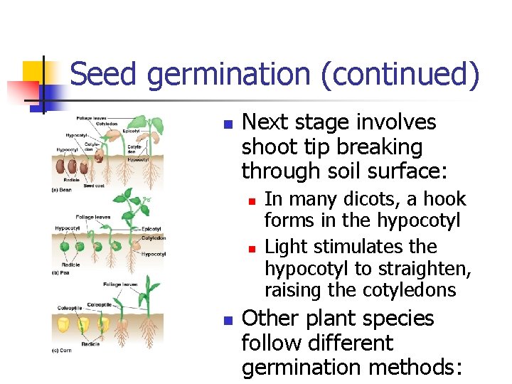Seed germination (continued) n Next stage involves shoot tip breaking through soil surface: n