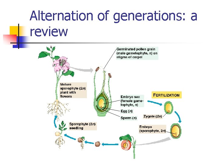 Alternation of generations: a review 