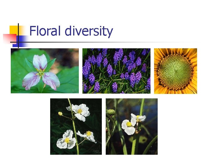 Floral diversity 