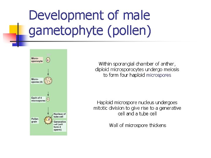 Development of male gametophyte (pollen) Within sporangial chamber of anther, diploid microsporocytes undergo meiosis