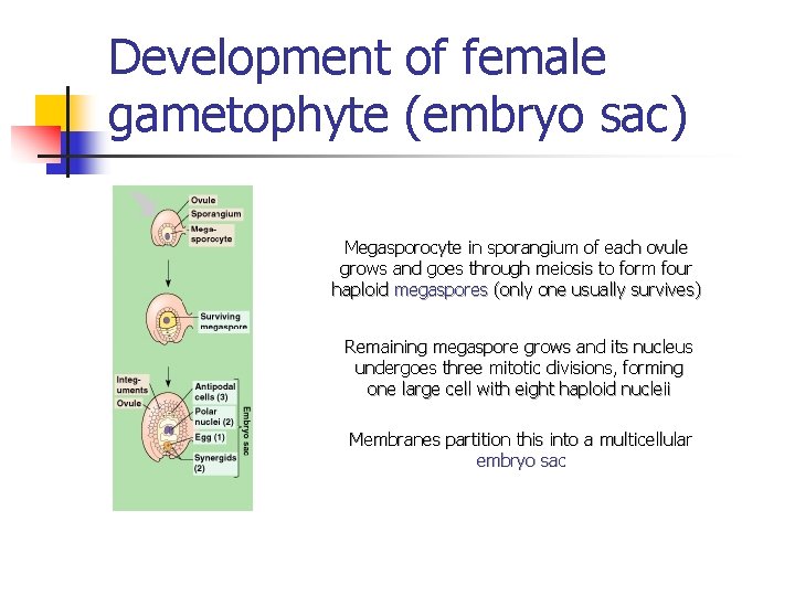 Development of female gametophyte (embryo sac) Megasporocyte in sporangium of each ovule grows and