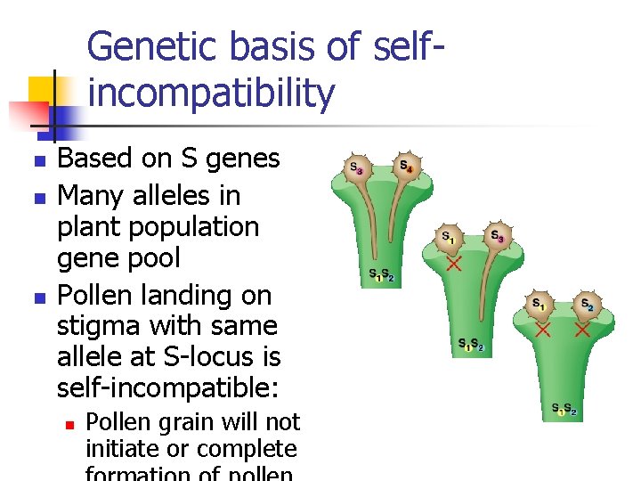 Genetic basis of selfincompatibility n n n Based on S genes Many alleles in