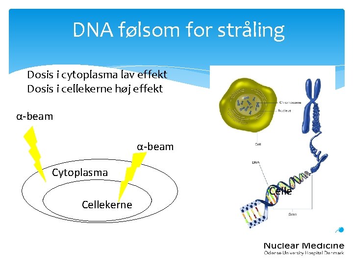 DNA følsom for stråling Dosis i cytoplasma lav effekt Dosis i cellekerne høj effekt