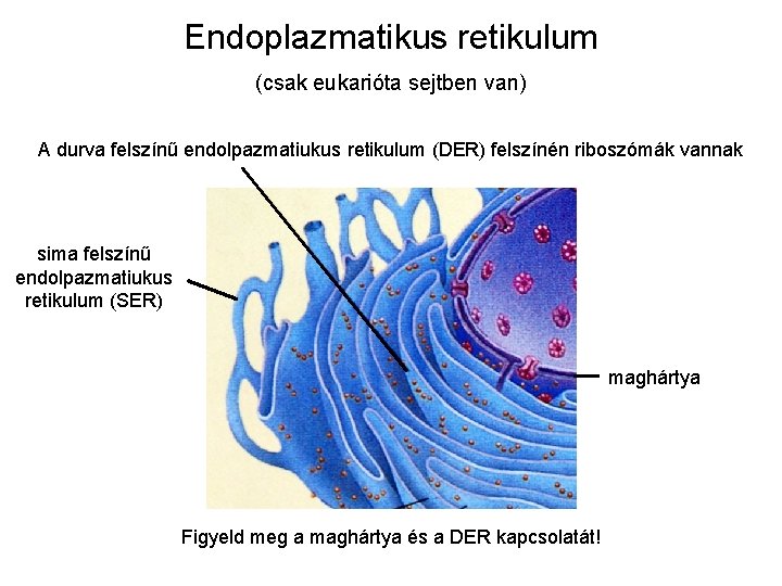 Endoplazmatikus retikulum (csak eukarióta sejtben van) A durva felszínű endolpazmatiukus retikulum (DER) felszínén riboszómák