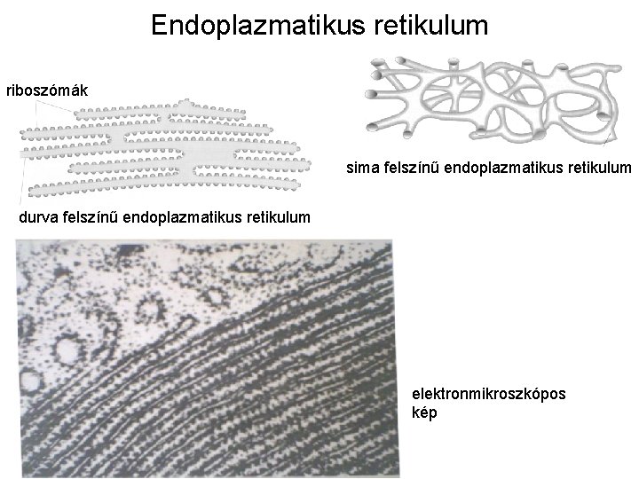 Endoplazmatikus retikulum riboszómák sima felszínű endoplazmatikus retikulum durva felszínű endoplazmatikus retikulum elektronmikroszkópos kép 