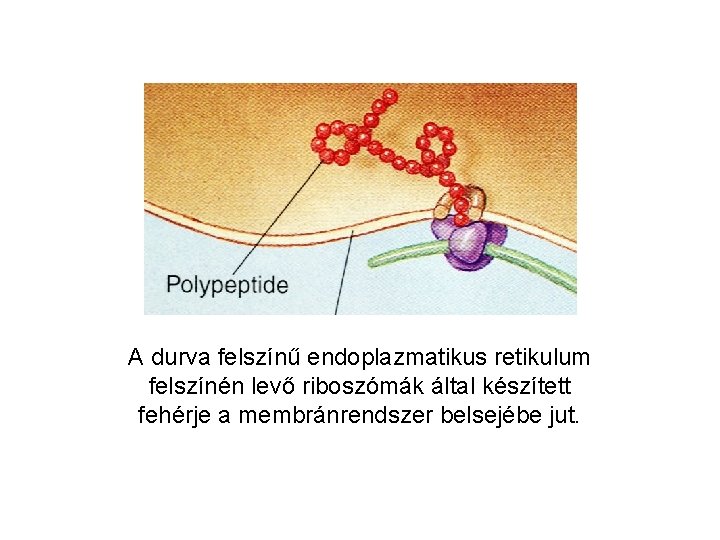 A durva felszínű endoplazmatikus retikulum felszínén levő riboszómák által készített fehérje a membránrendszer belsejébe