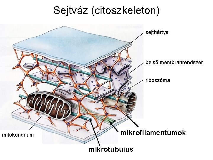 Sejtváz (citoszkeleton) sejthártya belső membránrendszer riboszóma mitokondrium mikrofilamentumok mikrotubulus 