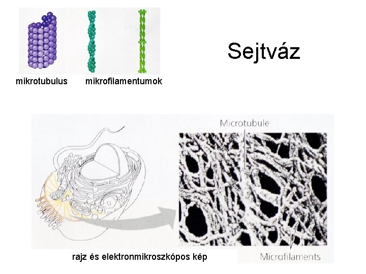 Sejtváz mikrotubulus mikrofilamentumok rajz és elektronmikroszkópos kép 