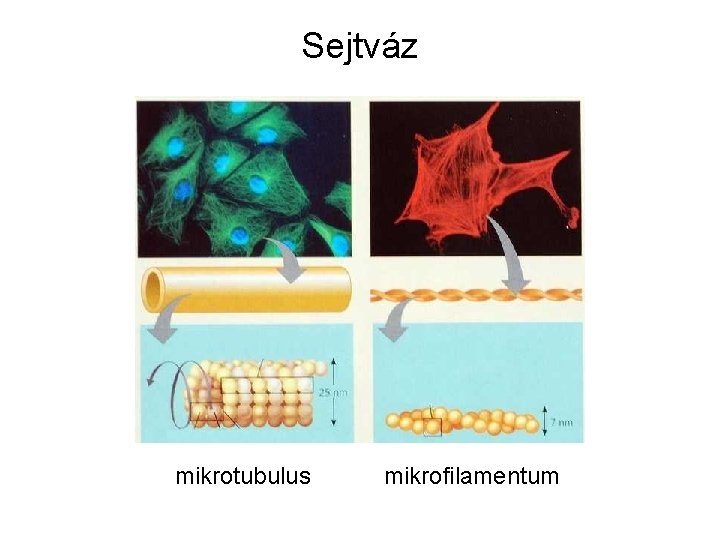 Sejtváz mikrotubulus mikrofilamentum 