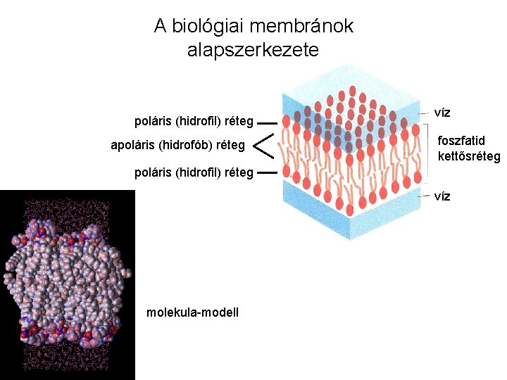 A biológiai membránok alapszerkezete poláris (hidrofil) réteg apoláris (hidrofób) réteg víz foszfatid kettősréteg poláris