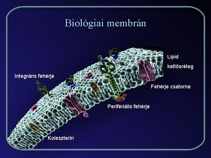 Biológiai membrán Lipid kettősréteg Integráns fehérje Fehérje csatorna Perifériális fehérje Koleszterin 