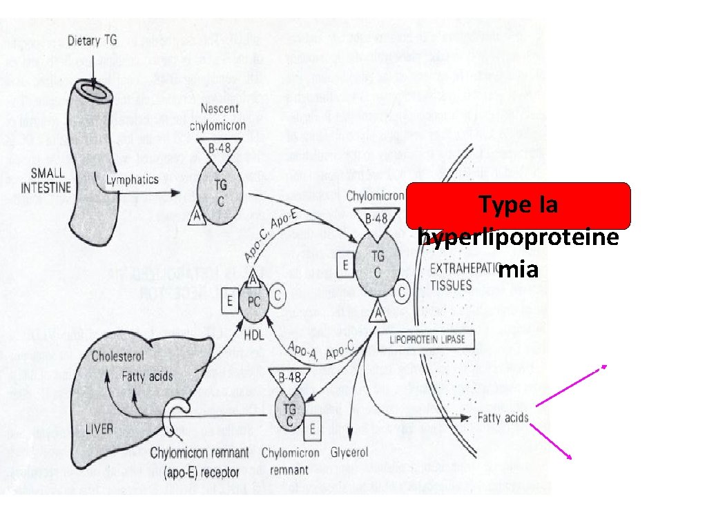 Type Ia hyperlipoproteine mia Storage as TG adipose tissue Beta oxidation to 