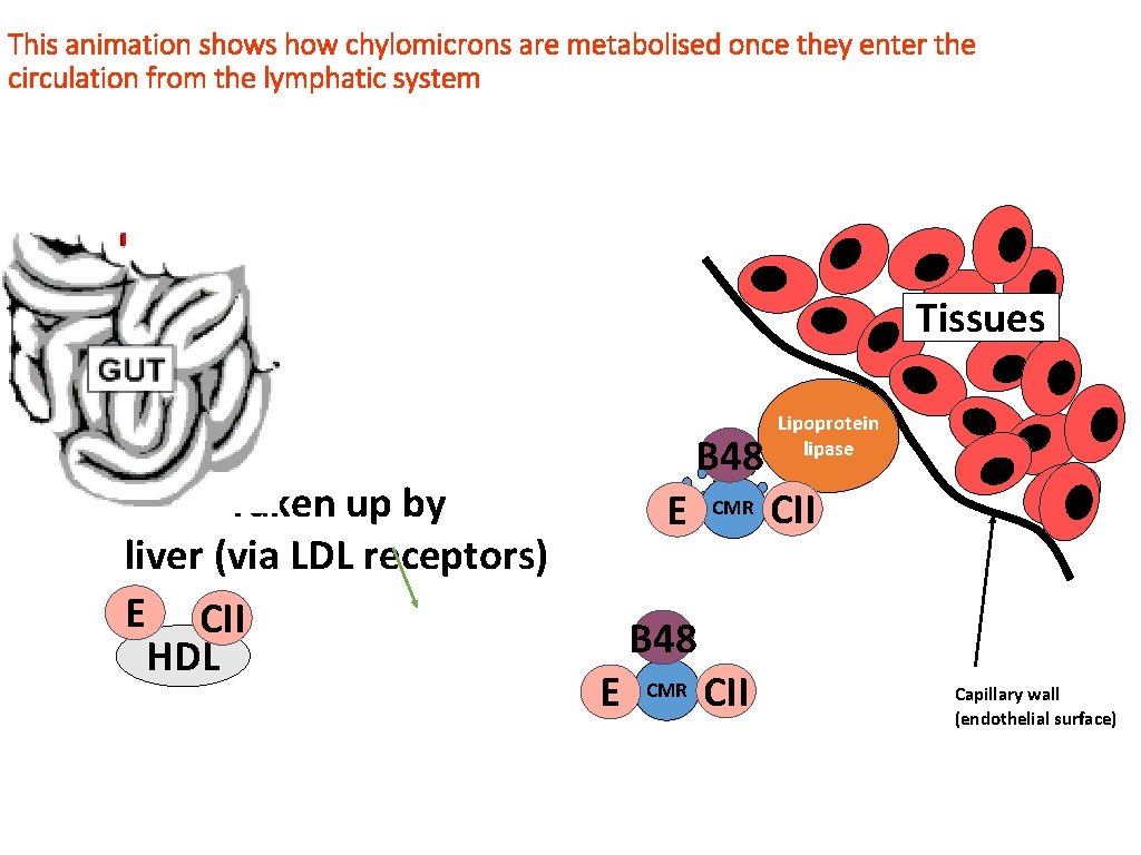 This animation shows how chylomicrons are metabolised once they enter the circulation from the