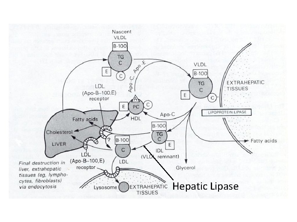 Hepatic Lipase  Hepatic Lipase