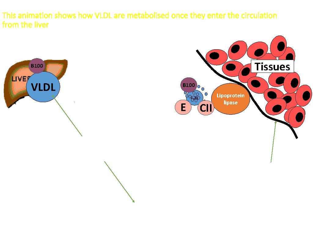 This animation shows how VLDL are metabolised once they enter the circulation from the This animation shows how VLDL are metabolised once they enter the circulation from the