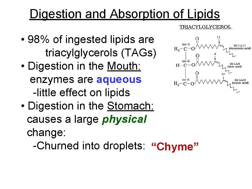 Digestion and Absorption of Lipids • 98% of ingested lipids are triacylglycerols (TAGs) •