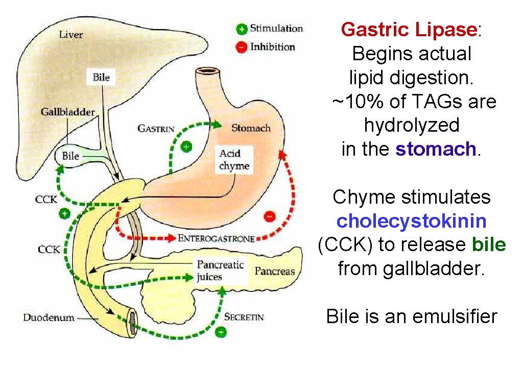 Gastric Lipase: Begins actual lipid digestion. ~10% of TAGs are hydrolyzed in the stomach.