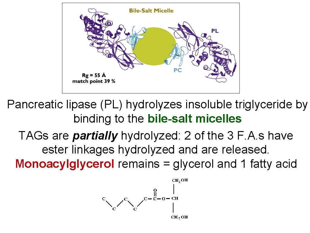 Pancreatic lipase (PL) hydrolyzes insoluble triglyceride by binding to the bile-salt micelles TAGs are