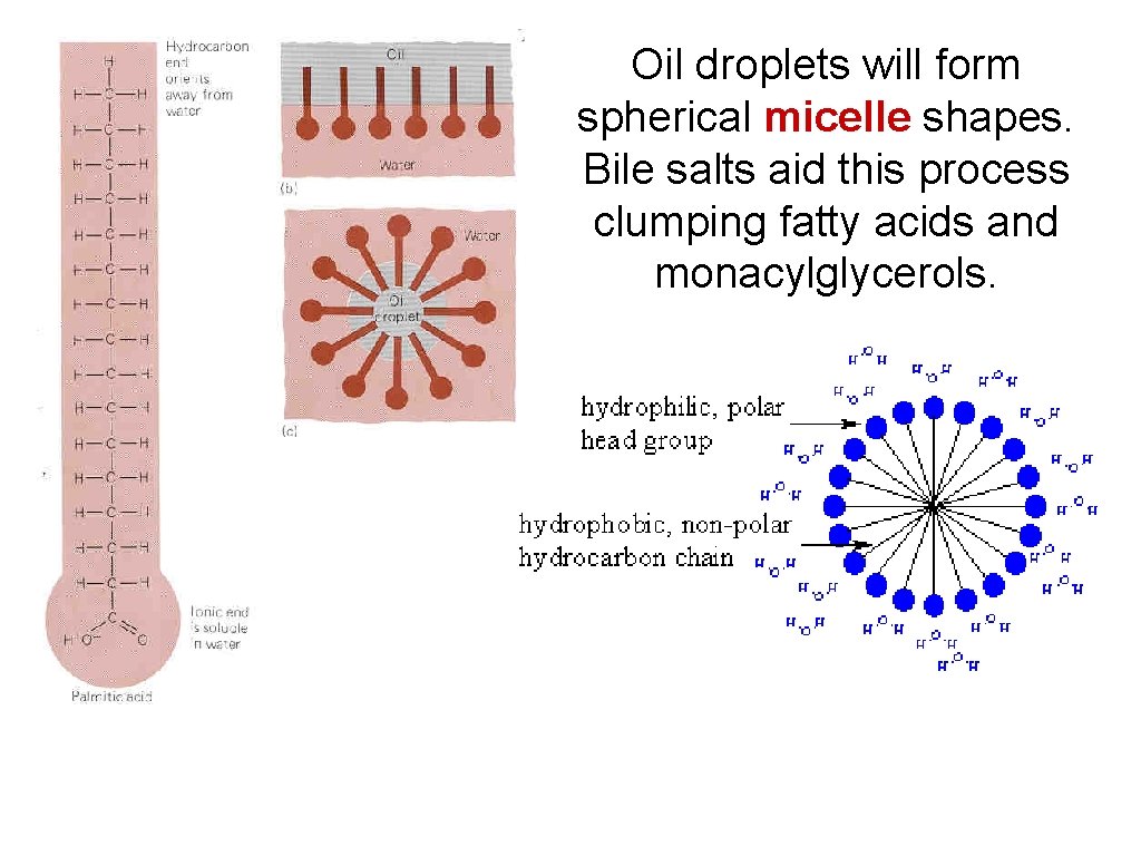 Oil droplets will form spherical micelle shapes. Bile salts aid this process clumping fatty Oil droplets will form spherical micelle shapes. Bile salts aid this process clumping fatty