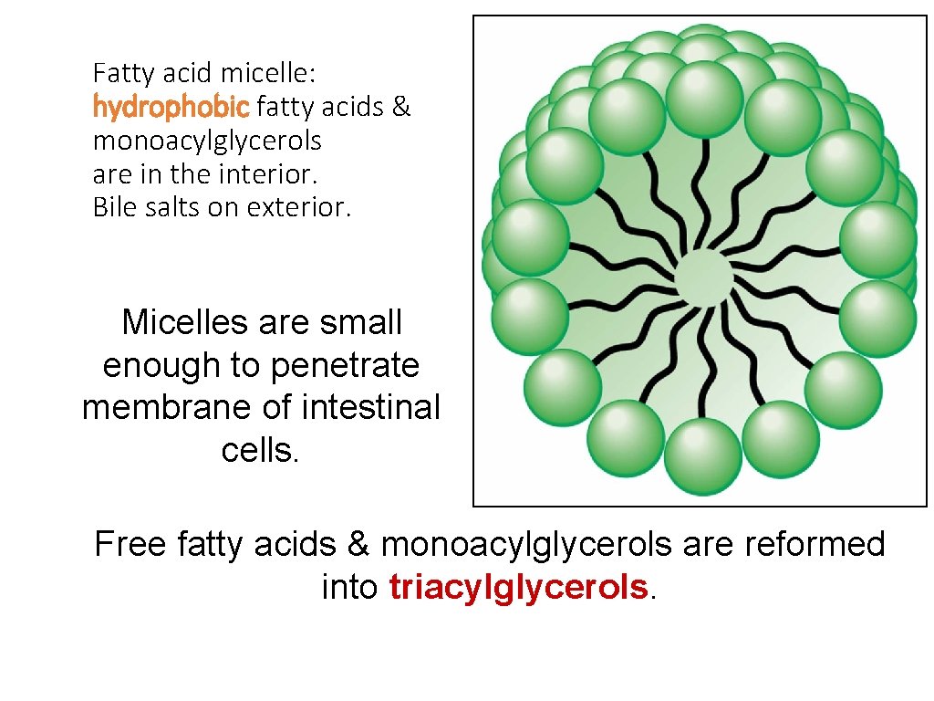 Fatty acid micelle: hydrophobic fatty acids & monoacylglycerols are in the interior. Bile salts