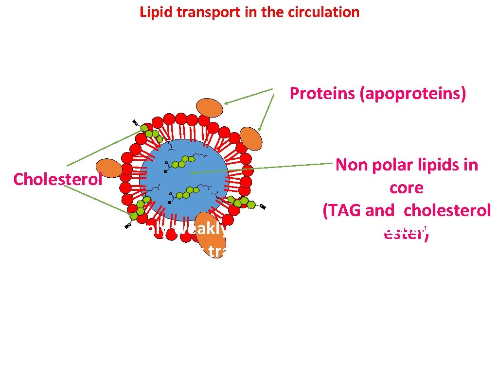 Lipid transport in the circulation Lipids are insoluble in plasma. In order to be Lipid transport in the circulation Lipids are insoluble in plasma. In order to be