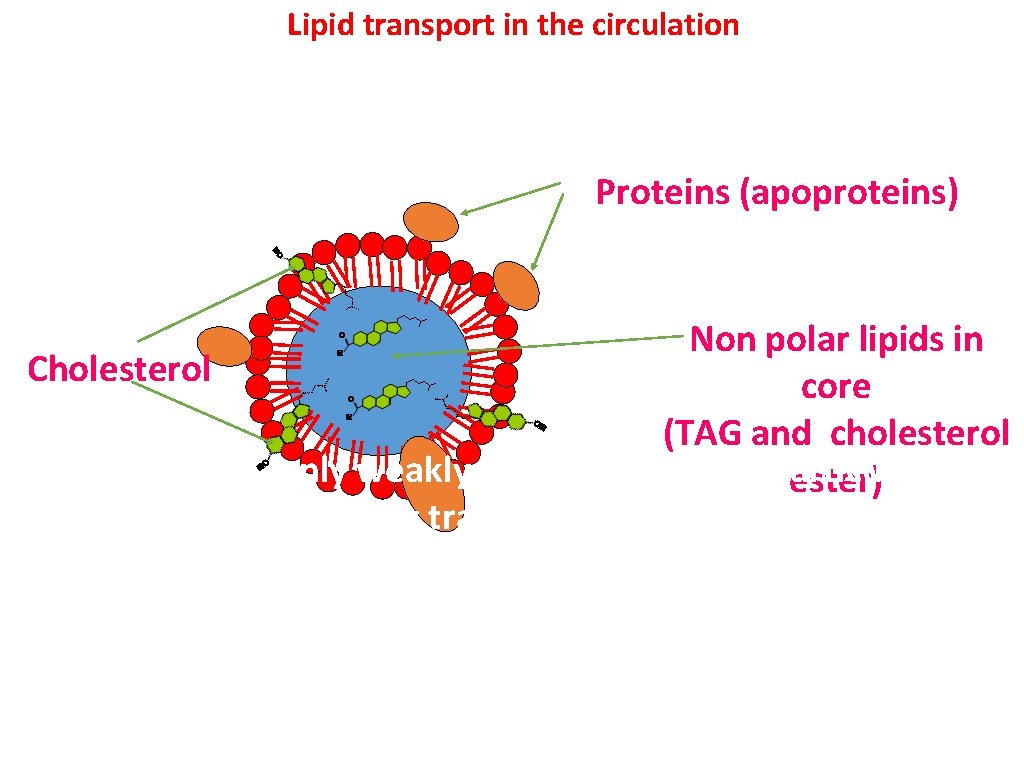 Lipid transport in the circulation Lipids are insoluble in plasma. In order to be