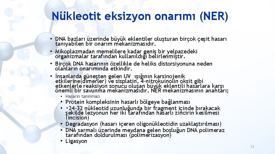 Nükleotit eksizyon onarımı (NER) • DNA bazları üzerinde büyük eklentiler oluşturan birçok çeşit hasarı