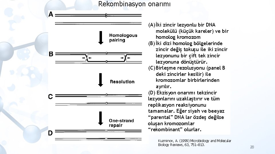 Rekombinasyon onarımı (A) İki zincir lezyonlu bir DNA molekülü (küçük kareler) ve bir homolog