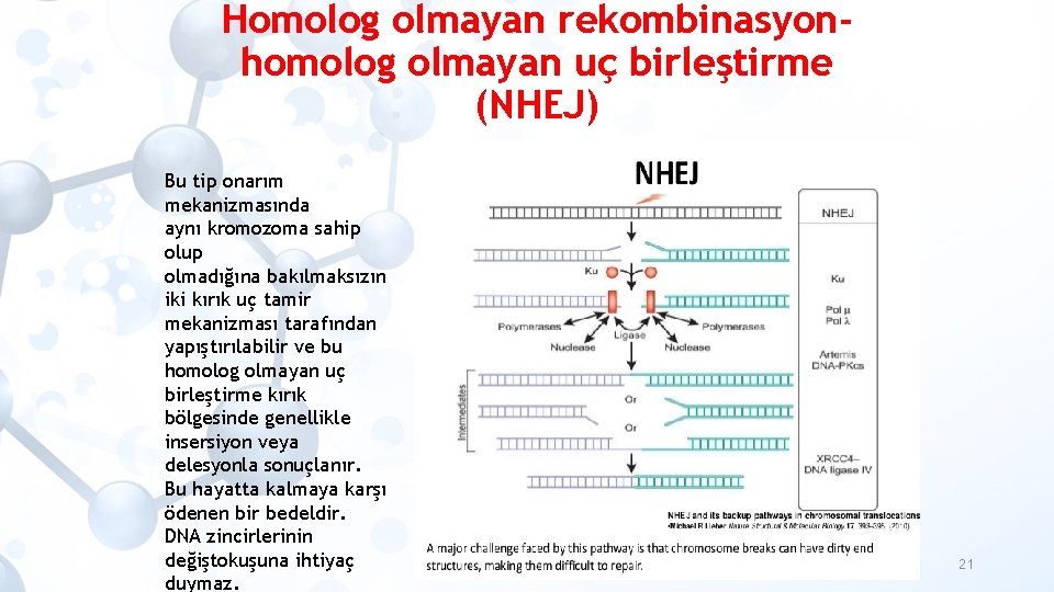 Homolog olmayan rekombinasyonhomolog olmayan uç birleştirme (NHEJ) Bu tip onarım mekanizmasında aynı kromozoma sahip