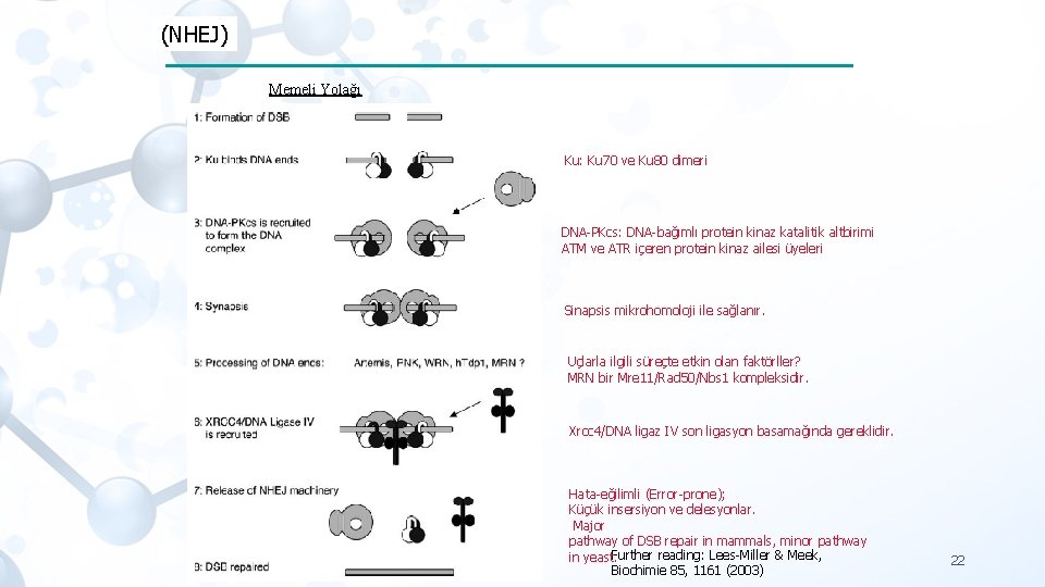 (NHEJ) Memeli Yolağı Ku: Ku 70 ve Ku 80 dimeri DNA-PKcs: DNA-bağımlı protein kinaz