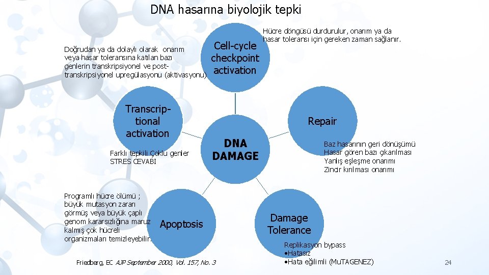 DNA hasarına biyolojik tepki Doğrudan ya da dolaylı olarak onarım veya hasar toleransına katılan
